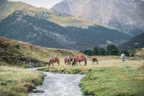 Мирные лошади едят свежую зеленую траву на лугу возле склона с зеленым лесом в дневное время — стоковое фото