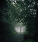 Vue panoramique de hauts arbres avec de minces troncs et des branches vertes poussant dans la forêt le jour du brouillard — Photo de stock
