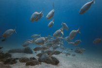 Школа лампового плавання під водою в чистому морі біля піщаного дна і коралів — стокове фото