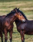 Graceful horsed caressing on blurred background of meadow with fresh verdant grass in daytime — Stock Photo
