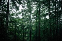 Високі хвойні дерева з лишайником на стовбурах, що ростуть у густому лісі під час холодної погоди — стокове фото