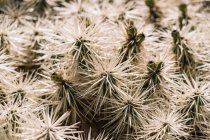 Крупный план фона белых острых колючих иголок, растущих на ветвях экзотического кактуса — стоковое фото