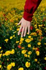 Ernte anonyme weibliche Berührung blühenden roten und gelben Blumen auf Sommerwiese tagsüber — Stockfoto
