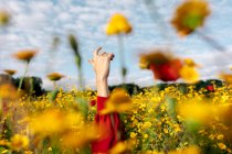 Неузнаваемая женщина с поднятой рукой среди цветущих желтых цветов на лугу в сельской местности под облачным небом — стоковое фото