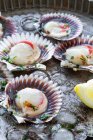 From above fresh appetizing scallops on shells served on ice on plate with lemon slices — Stock Photo