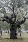 Uralter Steineichenwald (Quercus ilex) an einem nebligen Tag mit hundertjährigen Bäumen, Zamora, Spanien. — Stockfoto