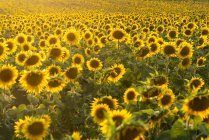 Живописный пейзаж обширного сельскохозяйственного поля с цветущими желтыми подсолнухами в летней сельской местности — стоковое фото