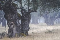 Antiga floresta de azinheiras (Quercus ilex) em um dia nebuloso com centenárias árvores velhas, Zamora, Espanha. — Fotografia de Stock