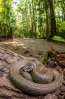 Cobra de grama mediterrânea Natrix astreptophora em seu habitat florestal com um riacho, tiro vertical — Fotografia de Stock