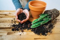 From above of crop anonymous female gardener holding handful of fertile soil while planting fresh prickly cactus in pot at wooden table — Stock Photo