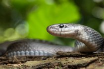 Portrait Serpent esculapien Zamenis longissimus avec mélanisme social dans la nature — Photo de stock