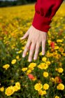 Ernte anonyme weibliche Berührung blühenden roten und gelben Blumen auf Sommerwiese tagsüber — Stockfoto