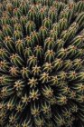 Высокоугольный зелёный эхинопсис пачаной кактус с острыми колючками, растущими на плантации при дневном свете — стоковое фото