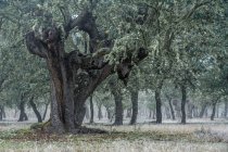 Ancient holm oak forest (Quercus ilex) in a foggy day with centenary old trees, Zamora, Spain. — Stock Photo