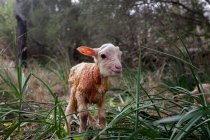 Carino a figura intera piccolo agnello neonato con pelliccia sporca bagnata in piedi su prati verdeggianti in cortile — Foto stock