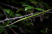 Copulación de la pareja de insectos palo Bacillus rossius en el arbusto espinoso durante la noche - foto de stock