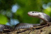 Retrato Aesculapian serpente Zamenis longissimus com melanismo parcial na natureza — Fotografia de Stock
