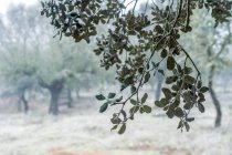 Ancient holm oak forest (Quercus ilex) in a foggy day with centenary old trees, Zamora, Spain. — Stock Photo
