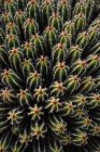 High angle green Echinopsis pachanoi cacti with sharp prickles growing on plantation in daylight — Stock Photo