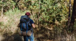 Blick zurück auf anonyme männliche Backpacker mit Mütze, die an sonnigen Tagen zwischen Bäumen und Pflanzen im Wald spazieren — Stockfoto