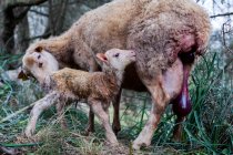 Piena lunghezza adorabile piccolo agnello appena nato in piedi vicino alla madre stanca sdraiata sull'erba in terreni agricoli — Foto stock