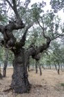 Antiga floresta de azinheiras (Quercus ilex) em um dia nebuloso com centenárias árvores velhas, Zamora, Espanha. — Fotografia de Stock