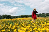 Back view anonymous trendy female in red sundress and handbag standing on blossoming field with yellow and red flowers and touching hat on warm summer day — Stock Photo