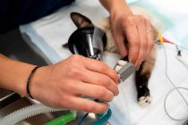 Récolte méconnaissable vétérinaire mesurant le pouls du chat avec un oxymètre sanguin pendant le fonctionnement en clinique — Photo de stock