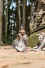 Милые смешные обезьяны едят фрукты в солнечных тропических джунглях Индонезии — стоковое фото