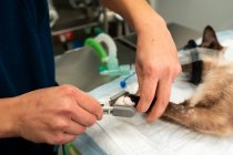 Урожай неузнаваемый ветеринар, измеряющий пульс кошки с помощью измерителя кислорода в крови во время операции в клинике — стоковое фото