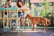 Alegre pareja étnica con vasos de cerveza y papas fritas hablando contra el perro de raza pura en la mesa a la luz del sol - foto de stock