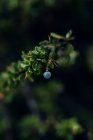Myrtille bleue pourpre suspendue à un buisson vert poussant dans des bois luxuriants après la pluie le jour — Photo de stock