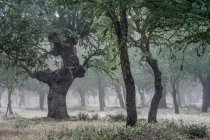 Древний холм дубовый лес (Quercus ilex) в туманный день с вековыми деревьями, Замора, Испания. — стоковое фото