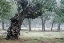 Uralter Steineichenwald (Quercus ilex) an einem nebligen Tag mit hundertjährigen Bäumen, Zamora, Spanien. — Stockfoto