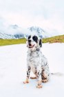 Obedient English Setter sitting on snow against snowy mountains of Peaks of Europe in clouds and looking away — Stock Photo