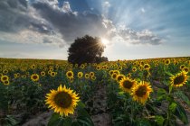 Мальовничий краєвид величезного сільськогосподарського поля з квітучими жовтими соняшниками в літній сільській місцевості — стокове фото