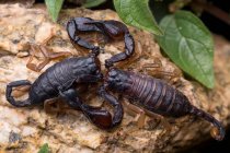 Couple d'Euscorpius flavicaudis, la reproduction de l'accouplement du scorpion à queue jaune. — Photo de stock