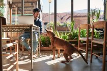 Вид збоку змісту етнічного чоловічого підприємця, що друкує на нетбуці проти чистої собаки за столом на сонячному світлі — стокове фото