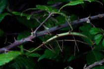 Копуляція пари паличок комах Bacillus rossius в кущі за ніч — стокове фото