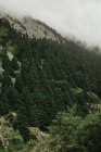 Steiler Berghang bewaldet mit üppigen immergrünen Bäumen am nebligen Tag in Sevilla Spanien — Stockfoto