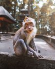 Macaco engraçado bonito olhando para a câmera na selva tropical ensolarada na Indonésia — Fotografia de Stock