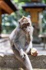 Macaco engraçado bonito comendo frutas e sentado em cerca de pedra olhando para a câmera na selva tropical ensolarada na Indonésia — Fotografia de Stock