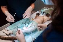 Cosechar veterinario femenino irreconocible con compañero de trabajo en uniforme de pie en la mesa médica con gato y herramientas durante la cirugía - foto de stock