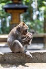 Macaco engraçado bonito comendo frutas e sentado em cerca de pedra na selva tropical ensolarada na Indonésia — Fotografia de Stock