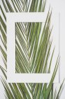 Порожня біла рамка, що звисає на яскраво-зелених екзотичних рослинах в денне світло — стокове фото