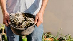 Cultivo horticultor masculino anónimo llevando macetas exuberantes suculentas mientras trabaja en un jardín soleado - foto de stock