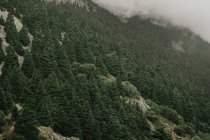 Жорсткий гірський схил з буйними вічнозеленими деревами в туманний день в Севільї Іспанії. — стокове фото