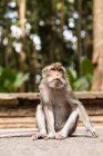 Niedlicher lustiger Affe schaut in die Kamera im sonnigen tropischen Dschungel in Indonesien — Stockfoto