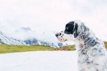 Obbediente inglese Setter seduto sulla neve contro le montagne innevate delle Cime d'Europa nelle nuvole e distogliendo lo sguardo — Foto stock