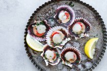 Vue de dessus pétoncles appétissants frais sur coquilles servis sur glace sur assiette avec des tranches de citron — Photo de stock